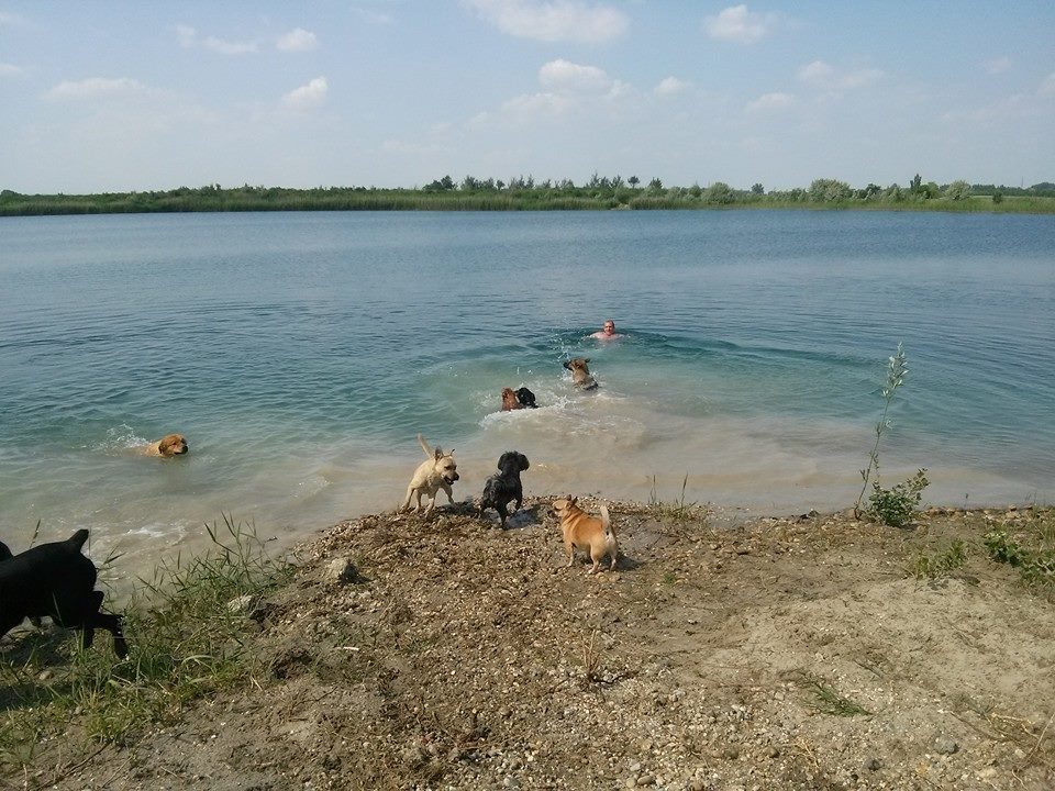 Velencei tó kirándulás kutyával