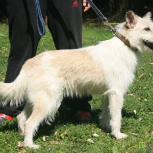 Ginger05 Ginger05