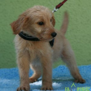 img_4750 img_4750