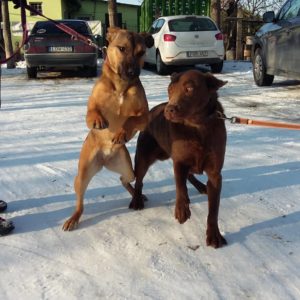 Balu4 Balu4